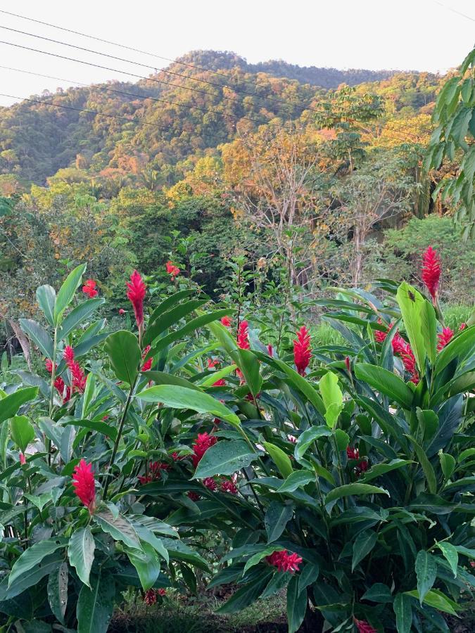 Jungle Home With King Beds -5 Minutes From The Beach Uvita Esterno foto